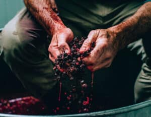 Mornington Peninsula Winemaking Pinot Noir