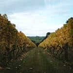 Vineyard eldridge Estate