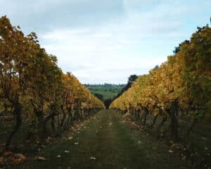 Mornington Peninsula Vineyard Pinot Noir Gamay Chardonnay